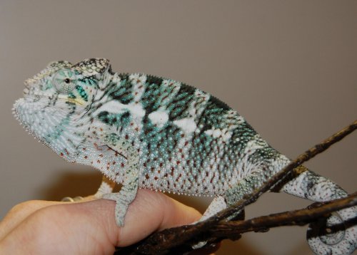 FALY MALE 2 002.jpg