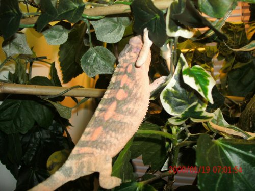 Chameleons and Reptiles 005.jpg