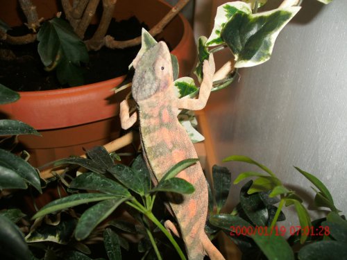 Chameleons and Reptiles 003.jpg