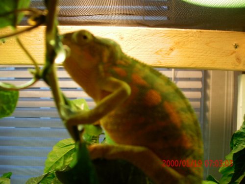 Chameleons and Reptiles 014.jpg