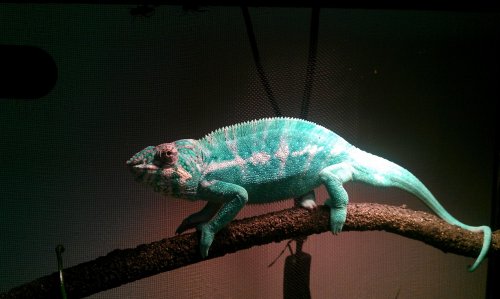 pascal.jpg