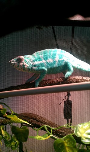 pascal2.jpg