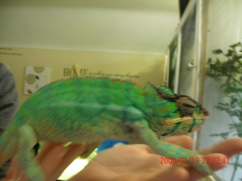New cage 2 013.jpg