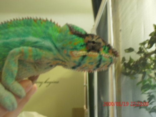 New cage 2 014.jpg