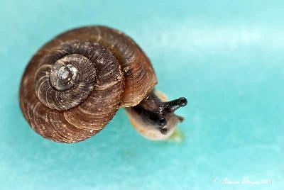 snail.jpg