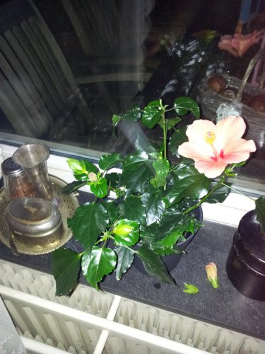 2012-03-06 18.47.47.jpg