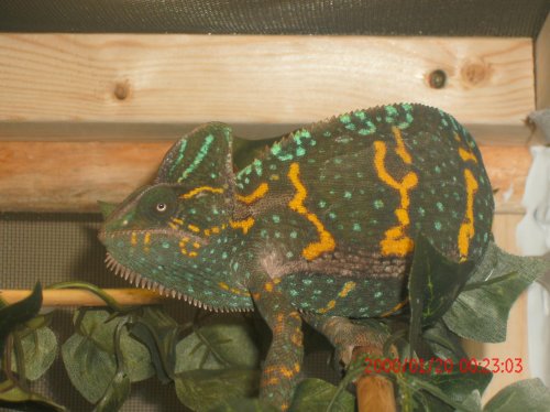 chameleon Pictures 031.jpg