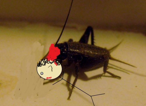 crickets.jpg
