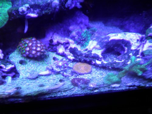 fish tank 002.jpg