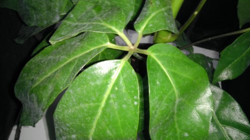 IMAG0111.jpg