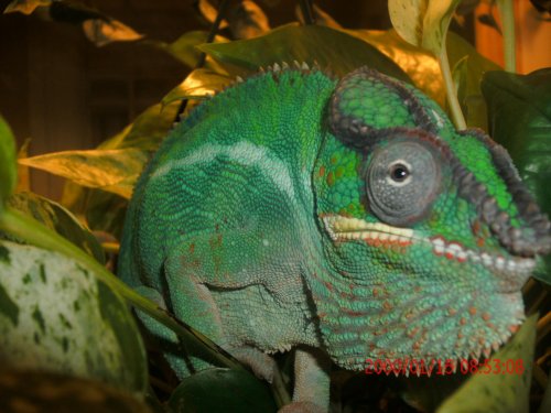 Chameleons and Reptiles 280.jpg Chameleons and Reptiles 280.jpg