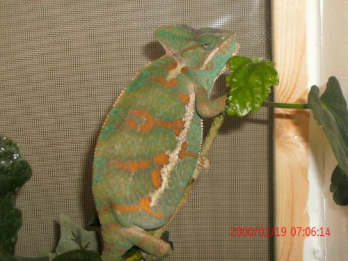 Chameleons and Reptiles 028.jpg