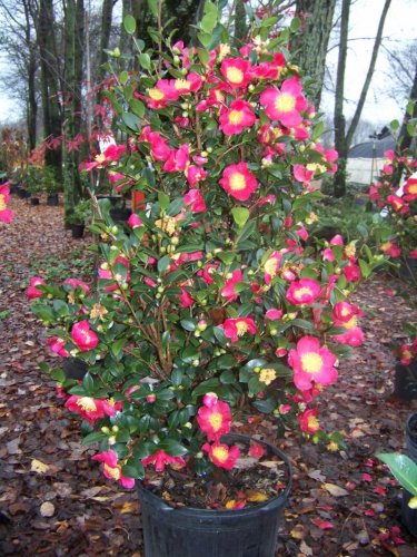 Yuletide_Camellia_in_full_bloom.jpg