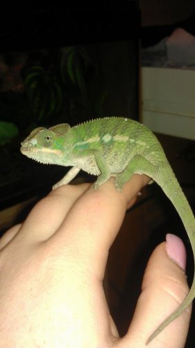 Chameleon.jpg