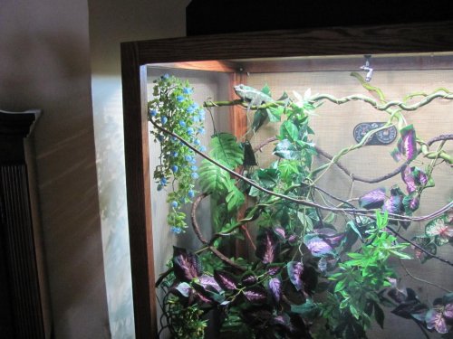 King of the jungle 016.jpg