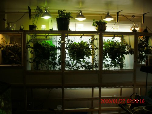 chameleon Pictures 118.jpg