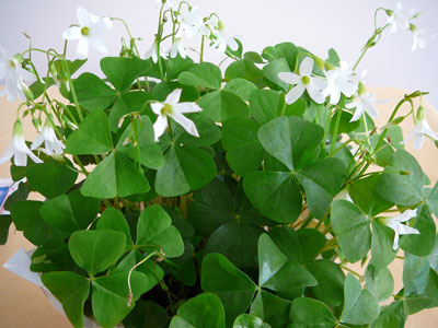 shamrock.jpg
