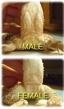 beardie pic.jpg