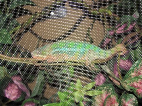 Ernie sleeping 001.jpg