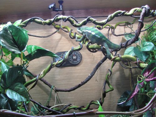 Eries usual color 005.jpg