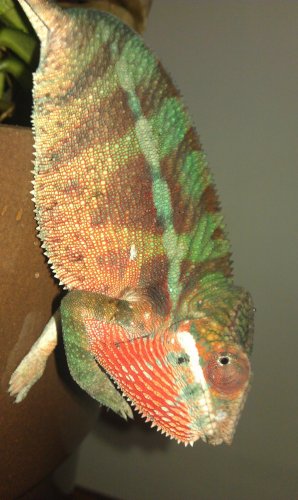 IMAG0690.jpg