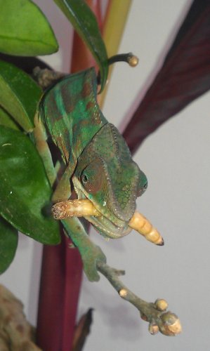 IMAG0735.jpg