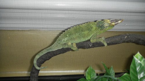 spike spot color .jpg