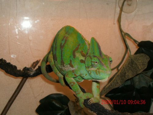 Chameleons and Reptiles 102.jpg