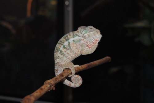 DSC_0126.jpg