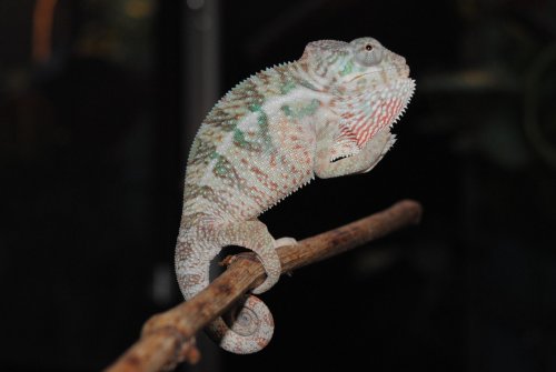DSC_0119.jpg