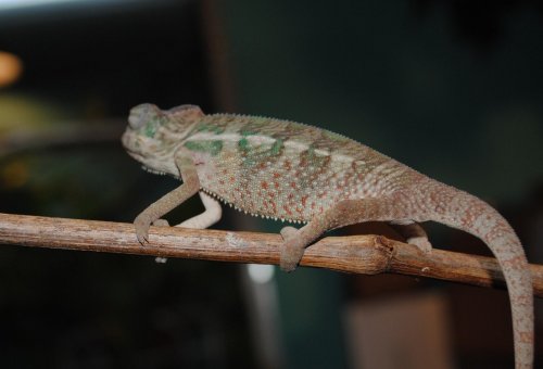DSC_0104.jpg