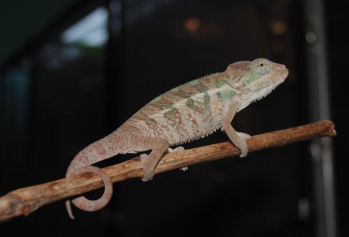 DSC_0111.jpg