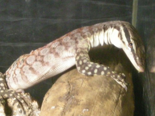 Kimberly Rock 001.jpg