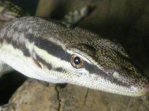 Kimberly Rock 003.jpg