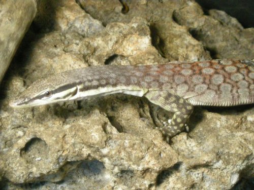 Kimberly Rock 004.jpg