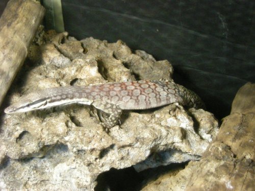 Kimberly Rock 005.jpg