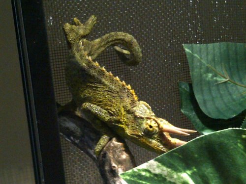 .bchameleon.jpg