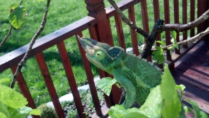 Rango1.jpg