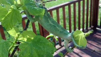Rango2.jpg
