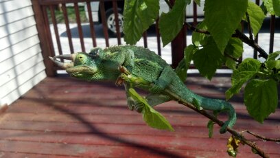 rango4.jpg