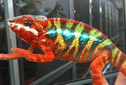 Copy of Lucifer Jr..jpg