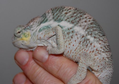 final faly 2 001.jpg