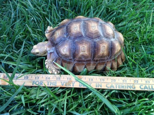 sulcata female.JPG