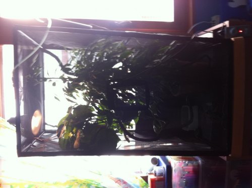 carletto set up 009.jpg