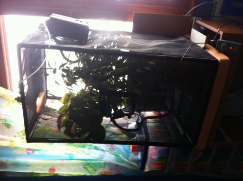 carletto set up 008.jpg