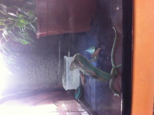 carletto set up 010.jpg