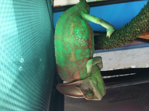 close up carletto.jpg