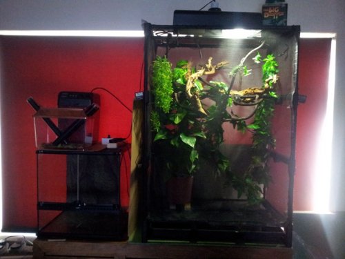 Ringo enclosure 01.jpg