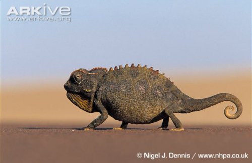 Namaqua-chameleon-in-desert-habitat.jpg
