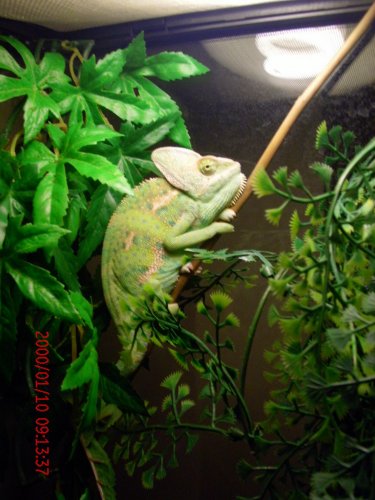 Anoles 091.jpg